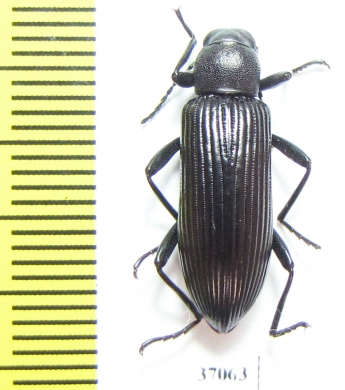 Tenebrionidae sp.  South Africa Rep. - INSECTS-STORE.RU