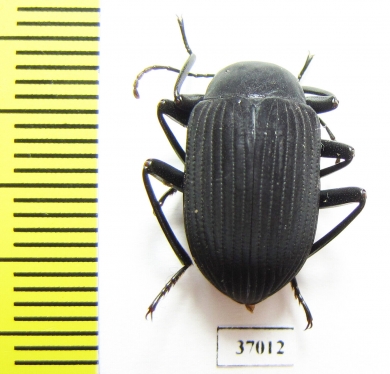 Tenebrionidae sp.  South Africa Rep. - INSECTS-STORE.RU