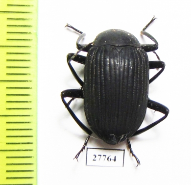 Tenebrionidae sp.  South Africa Rep. - INSECTS-STORE.RU