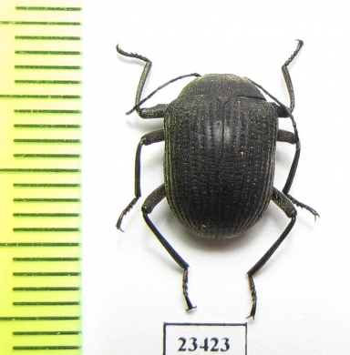 Tenebrionidae sp.  South Africa Rep. - INSECTS-STORE.RU