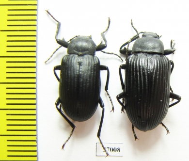 Tenebrionidae sp.  South Africa Rep. - INSECTS-STORE.RU