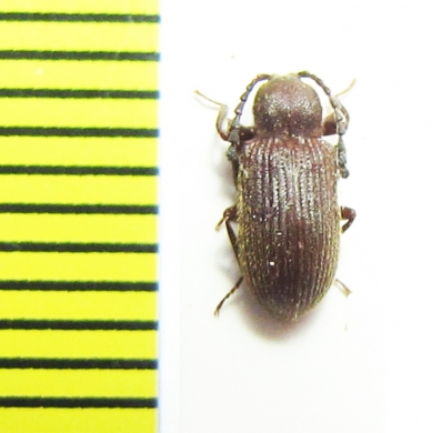 Tenebrionidae sp.  South Africa Rep. - INSECTS-STORE.RU