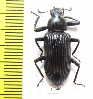 Tenebrionidae sp.  South Africa Rep. - INSECTS-STORE.RU