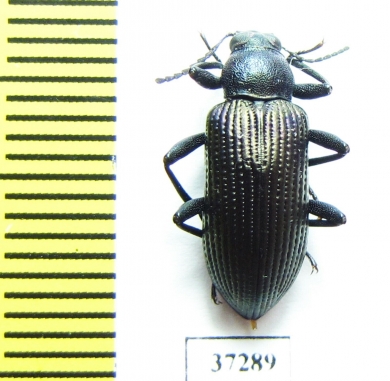 Tenebrionidae sp.  South Africa Rep. - INSECTS-STORE.RU