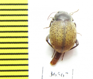 Tenebrionidae sp.  South Africa Rep. - INSECTS-STORE.RU