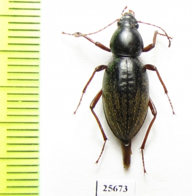 Tenebrionidae sp.  South Africa Rep. - INSECTS-STORE.RU