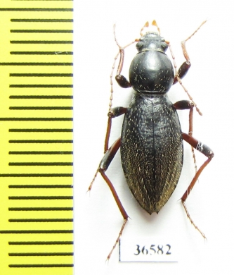 Tenebrionidae sp.  South Africa Rep. - INSECTS-STORE.RU