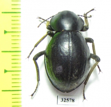 Tenebrionidae sp.  South Africa Rep. - INSECTS-STORE.RU