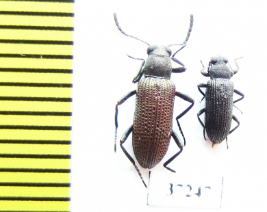 Tenebrionidae sp.  South Africa Rep. - INSECTS-STORE.RU