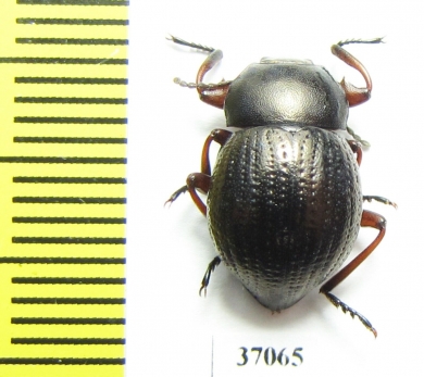 Tenebrionidae sp.  South Africa Rep. - INSECTS-STORE.RU