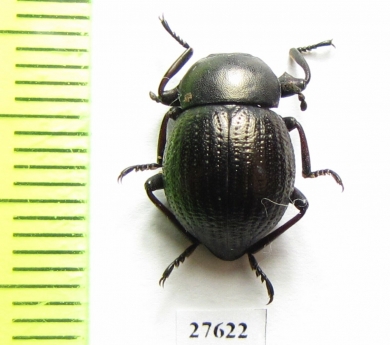 Tenebrionidae sp.  South Africa Rep. - INSECTS-STORE.RU