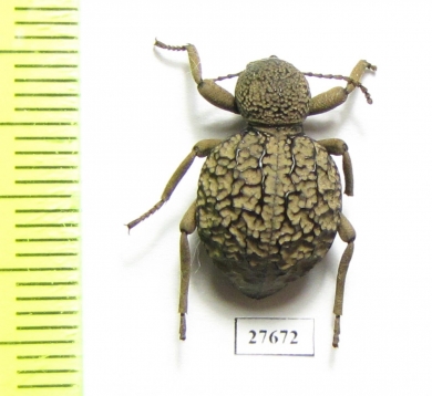 Tenebrionidae sp.  South Africa Rep. - INSECTS-STORE.RU