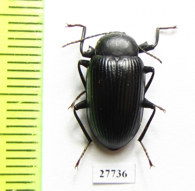 Tenebrionidae sp.  South Africa Rep. - INSECTS-STORE.RU