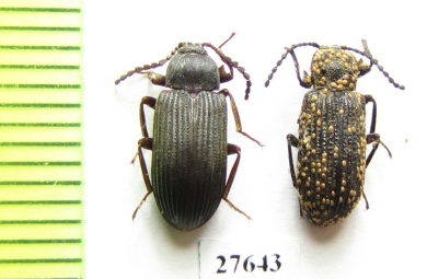 Tenebrionidae sp.  South Africa Rep. - INSECTS-STORE.RU