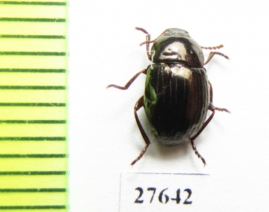 Tenebrionidae sp.  South Africa Rep. - INSECTS-STORE.RU