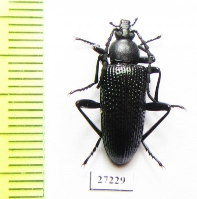 Tenebrionidae sp.  South Africa Rep. - INSECTS-STORE.RU