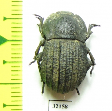 Anomalipus sp.  South Africa Rep. - INSECTS-STORE.RU