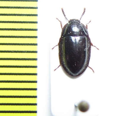 Peltoides sp.  Central Africa Rep. - INSECTS-STORE.RU