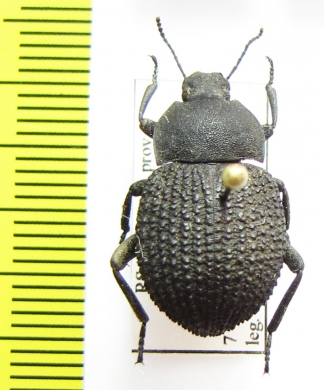 Eurynotus sulcimargo  South Africa Rep. - INSECTS-STORE.RU