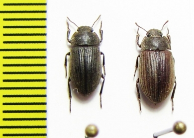 Gonocephalum sp.  South Africa Rep. - INSECTS-STORE.RU