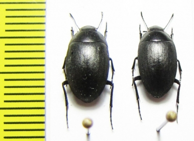 Zophosis sp.  South Africa Rep. - INSECTS-STORE.RU