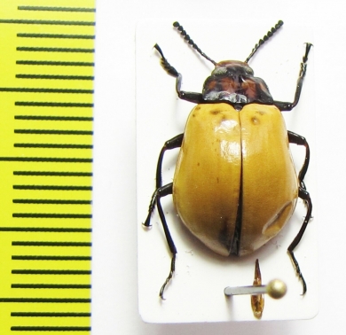 Tenebrionidae sp.  Argentina - INSECTS-STORE.RU