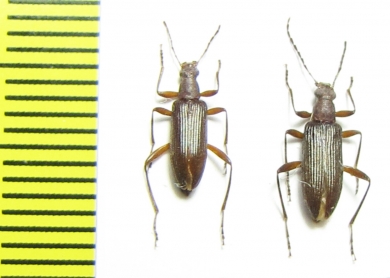 Tenebrionidae sp.  Argentina - INSECTS-STORE.RU