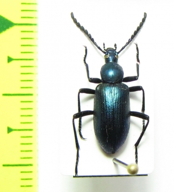 Tenebrionidae sp.  Argentina - INSECTS-STORE.RU