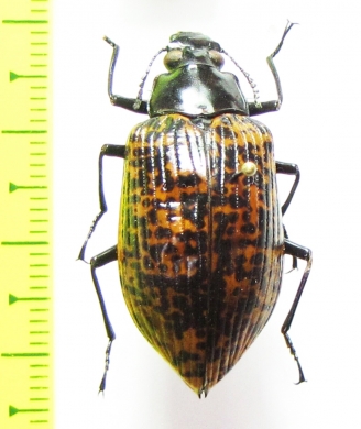 Tenebrionidae sp.  Argentina - INSECTS-STORE.RU