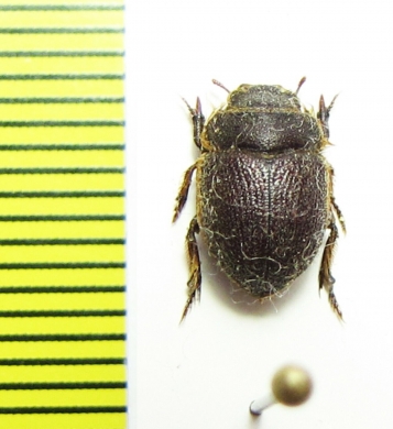 Tenebrionidae sp.  Argentina - INSECTS-STORE.RU