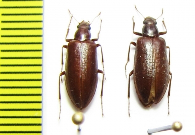 Tenebrionidae sp.  Argentina - INSECTS-STORE.RU