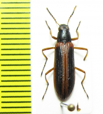 Tenebrionidae sp.  Argentina - INSECTS-STORE.RU