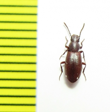 Achanius sp.  Argentina - INSECTS-STORE.RU