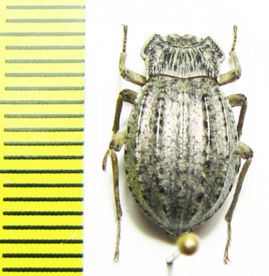 Auladera sp.  Argentina - INSECTS-STORE.RU