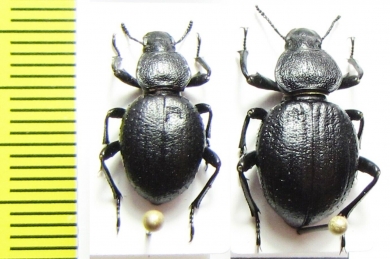 Emmallodera coriacea  Argentina - INSECTS-STORE.RU