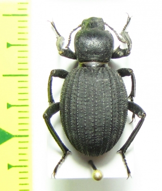 Emmallodera perlifera  Argentina - INSECTS-STORE.RU