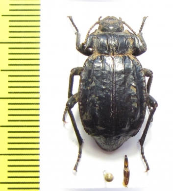 Entomoderes erebi  Argentina - INSECTS-STORE.RU