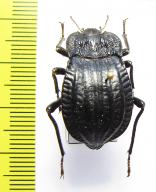 Epipedonota lata  Argentina - INSECTS-STORE.RU