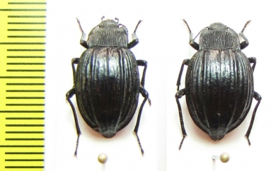Epipedonota sublineata, pair  Argentina - INSECTS-STORE.RU