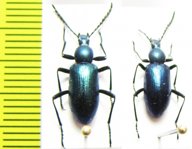 Lystronychus sp.  Argentina - INSECTS-STORE.RU