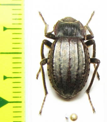 Mitragenius quadricollis  Argentina - INSECTS-STORE.RU