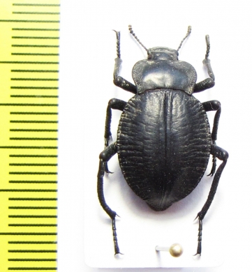 Nyctelia corrugata  Argentina - INSECTS-STORE.RU