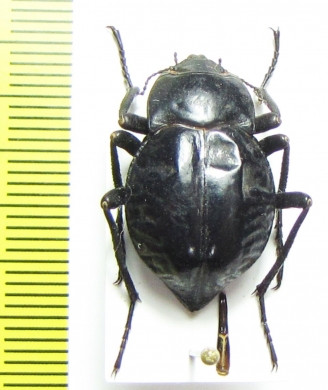 Nyctelia penai  Argentina - INSECTS-STORE.RU