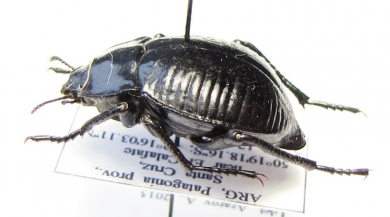 Nyctelia plicata  Argentina - INSECTS-STORE.RU