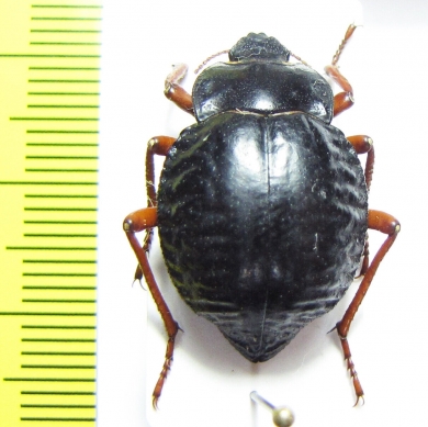 Nyctelia plicatipennis  Argentina - INSECTS-STORE.RU