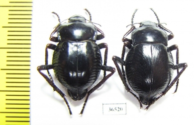 Nyctelia sallei, pair  Argentina - INSECTS-STORE.RU
