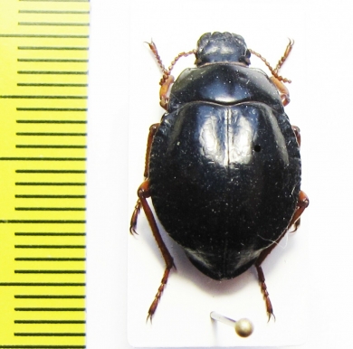 Nyctelia suturacava  Argentina - INSECTS-STORE.RU