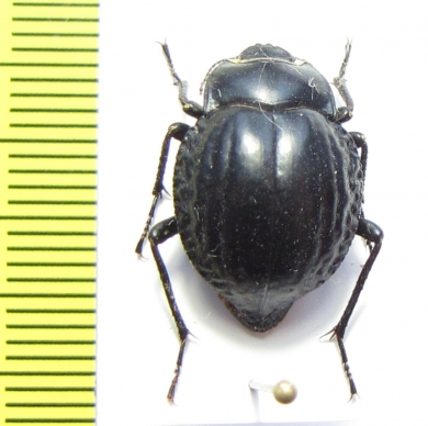 Nyctelia vulcanica  Argentina - INSECTS-STORE.RU