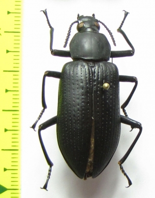 Nyctobates maxima  Argentina - INSECTS-STORE.RU