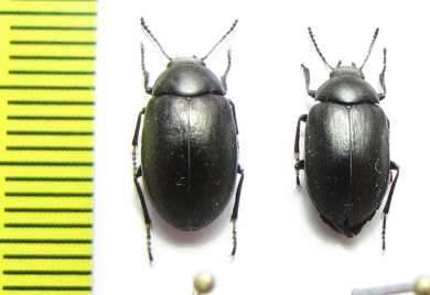 Nyctopetus sp.  Argentina - INSECTS-STORE.RU